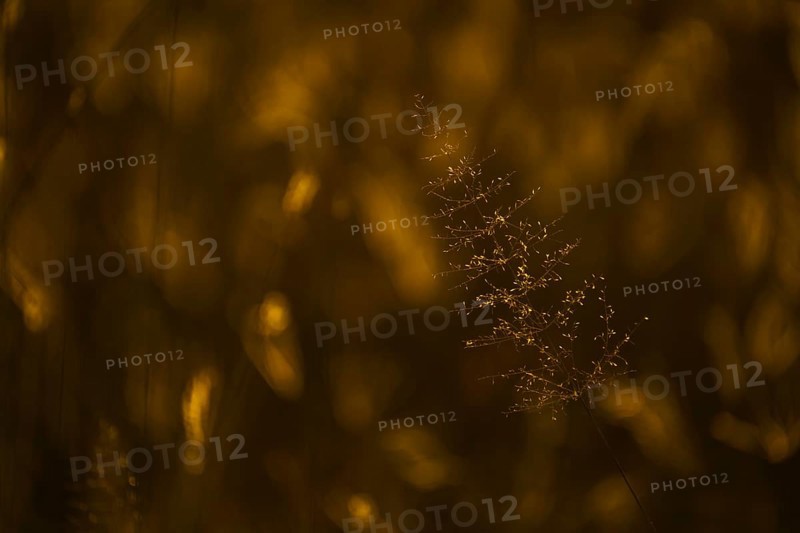 Close-up of grass blades in the design of Christmas tree. Backlit with golden light from the African sunset. Hwange National Park, Zimbabwe, Africa