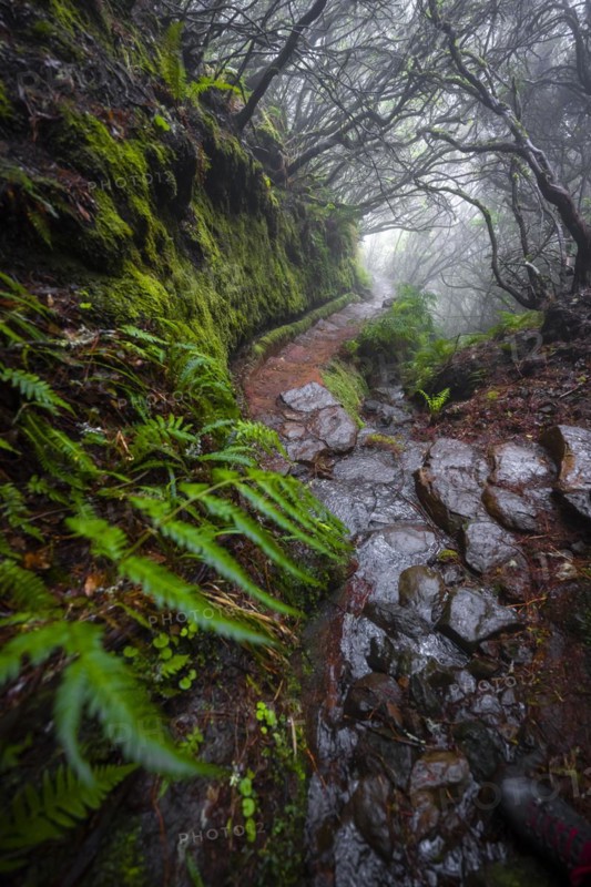 Mystic forest with mist, Vereda Francisco Achadinha hiking trail, Rabacal, Madeira, Portugal, Europe