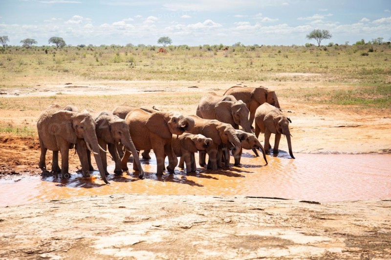 Herd of elephants at the waterhole in the savannah of East Africa, red elephants in the gene of Tsavo West National Park, Kenya, Africa