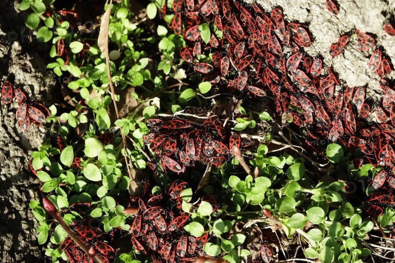 Fire bugs