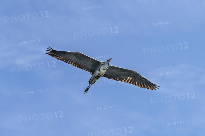 Grey heron