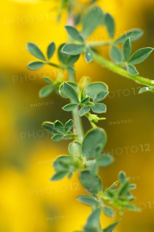 Common broom