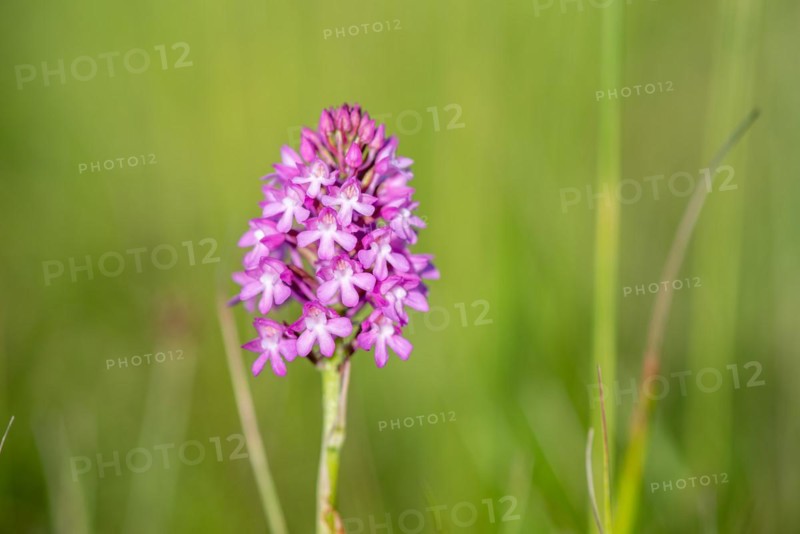 Pyramidal orchid in a meadow in spring. Alsace, France, Europe