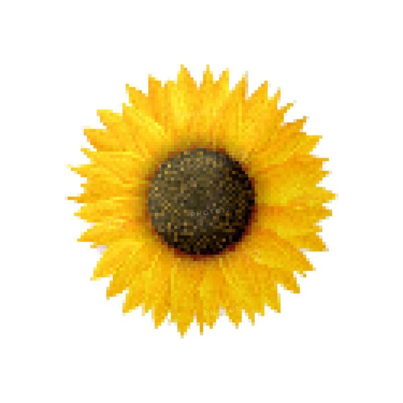 Sunflower vector icon. Pixel art illustration isolated on white background