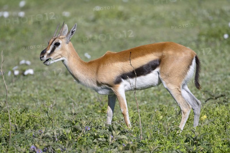 Serengeti thomsons gazelle
