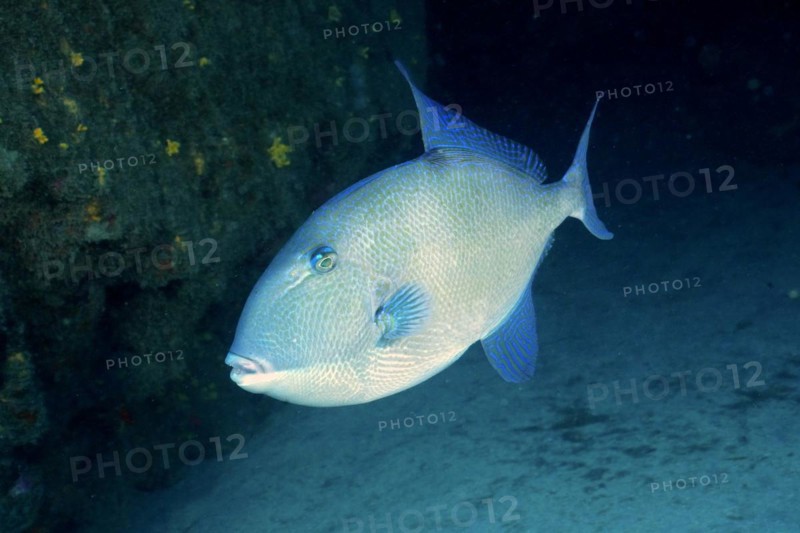Grey triggerfish