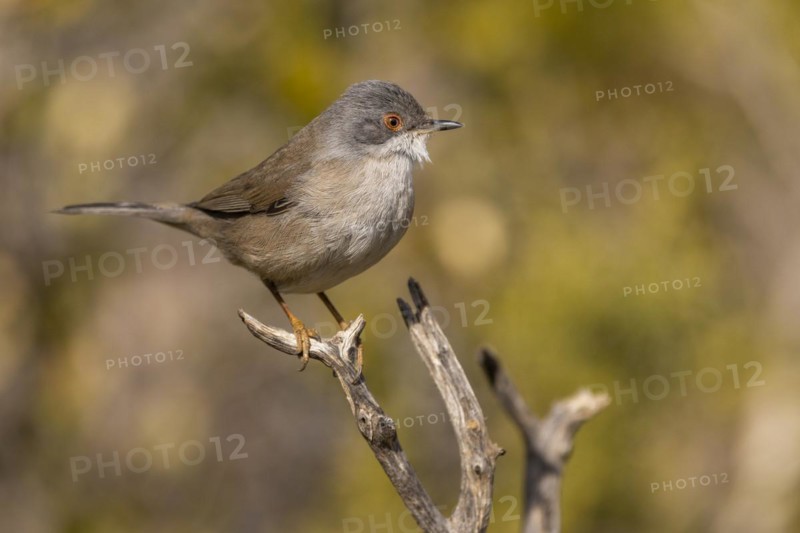 Sardinian warbler