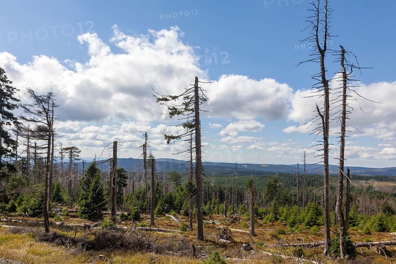 Dead trees, spruce