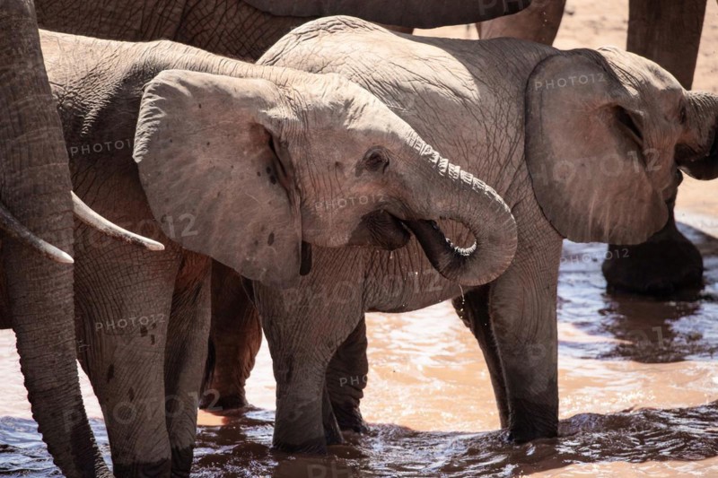 Herd of elephants at the waterhole in the savannah of East Africa, red elephants in the gene of Tsavo West National Park, Kenya, Africa
