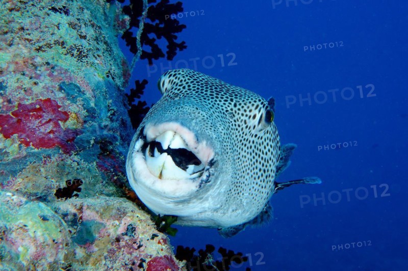 Portrait of star puffer