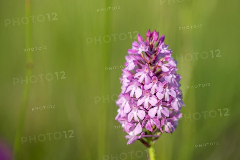 Pyramidal orchid in a meadow in spring. Alsace, France, Europe