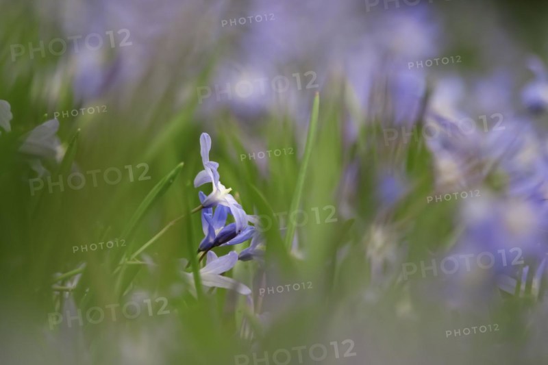 Squill