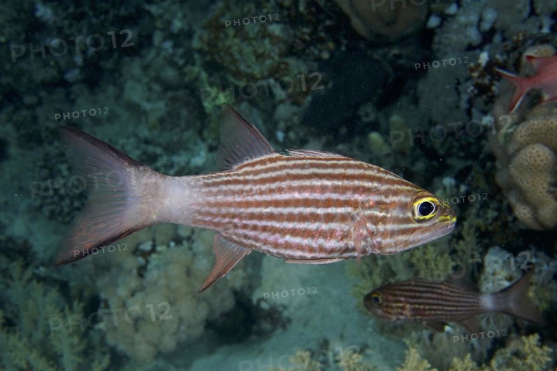 Largetoothed cardinalfish