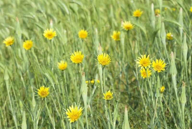 Meadow salsify
