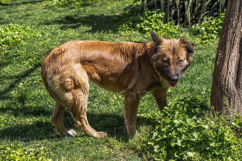 Homeless stray dogis in the street as lonely concept