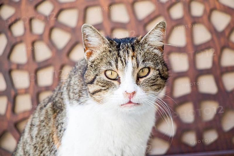 Stray cat in the street
