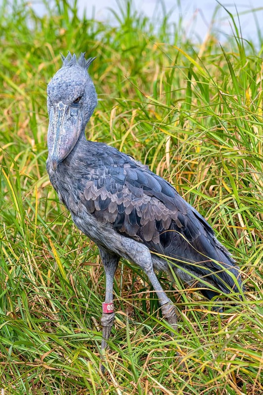 Shoebill