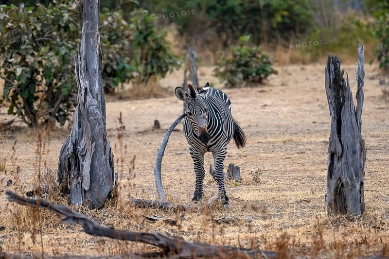 Plains Zebra of the subspecies crawshay's zebra