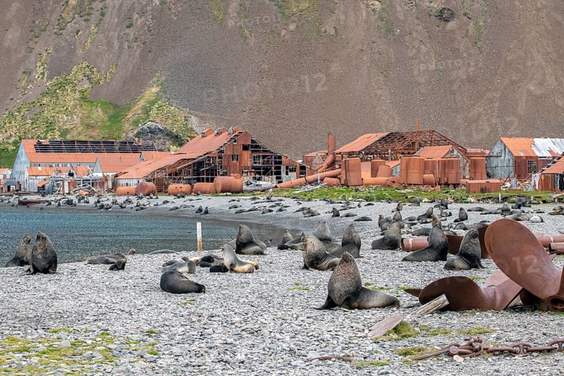 Sea Bears off South Georgia Whaling Station Stromness Bay