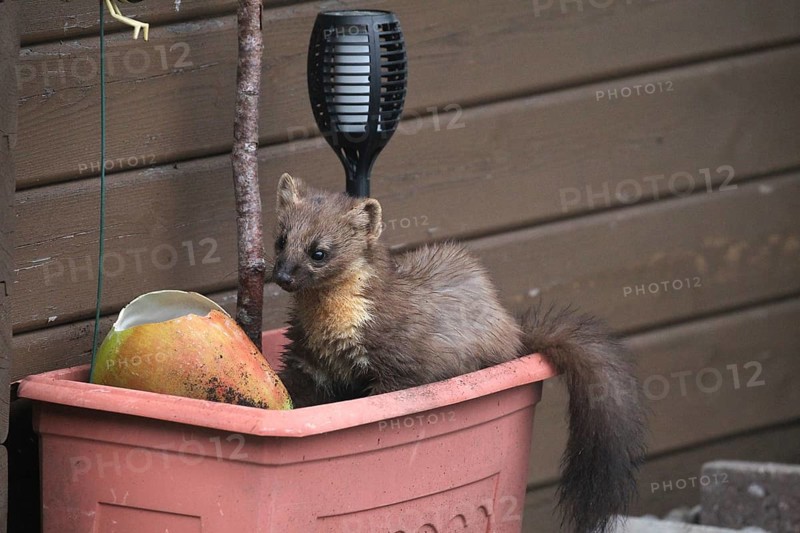 European pine marten
