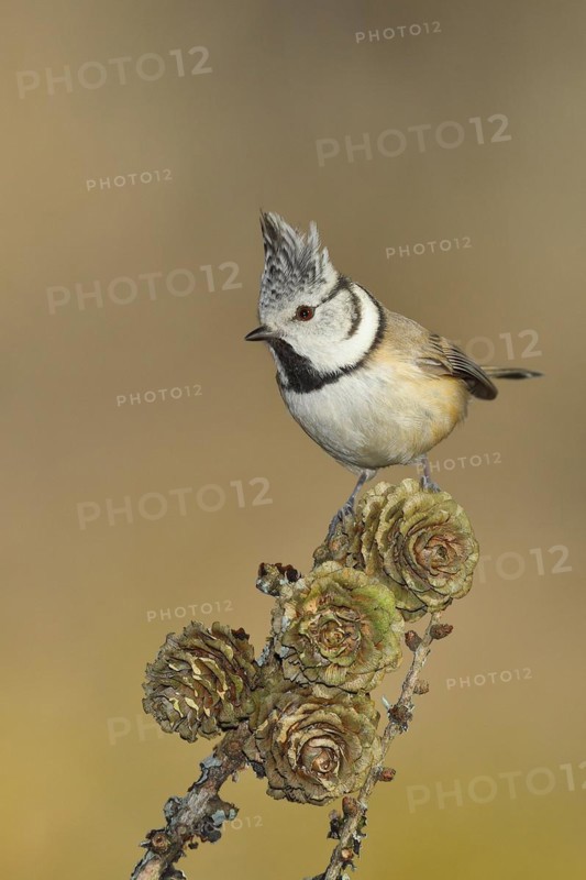 Crested Tit