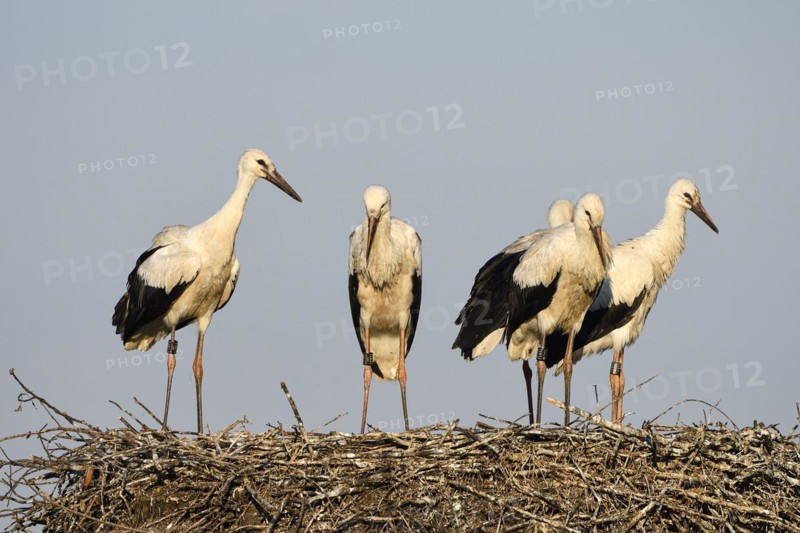 White Stork