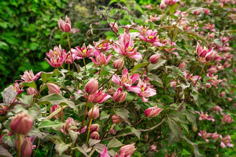 Pink flowering woodland vines