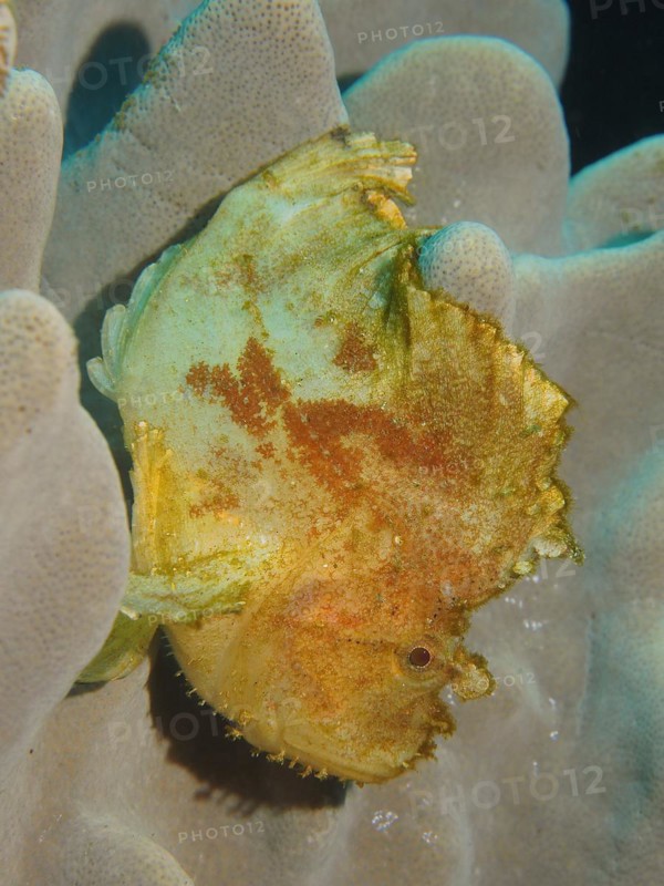 Yellow leaf scorpionfish
