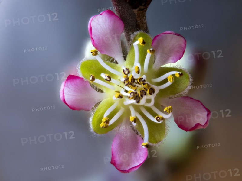Peach blossom