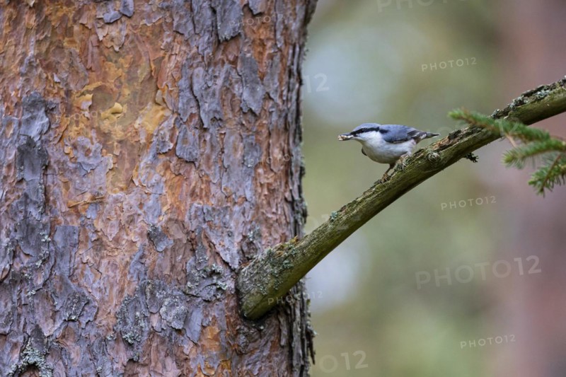 Northern eurasian nuthatch
