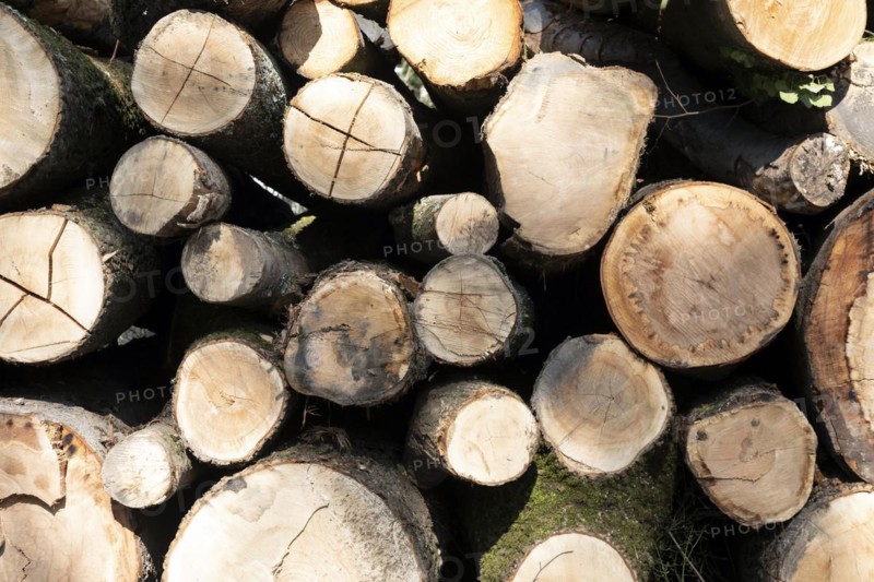 Tree trunks with the sign: Attention wood piles, do not enter, danger to life