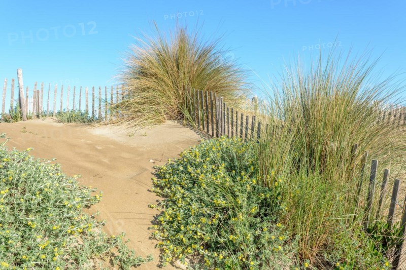 Protection of the sand dunes in the Camargue, Espiguette beach. Le Grau du Roi, Provence-Alpes-Cote dAzur, France, Europe