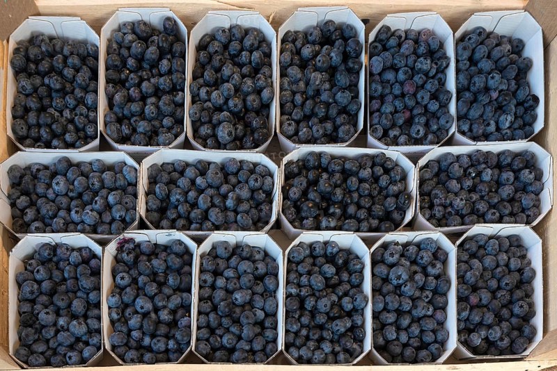 Baubeeren, european blueberry