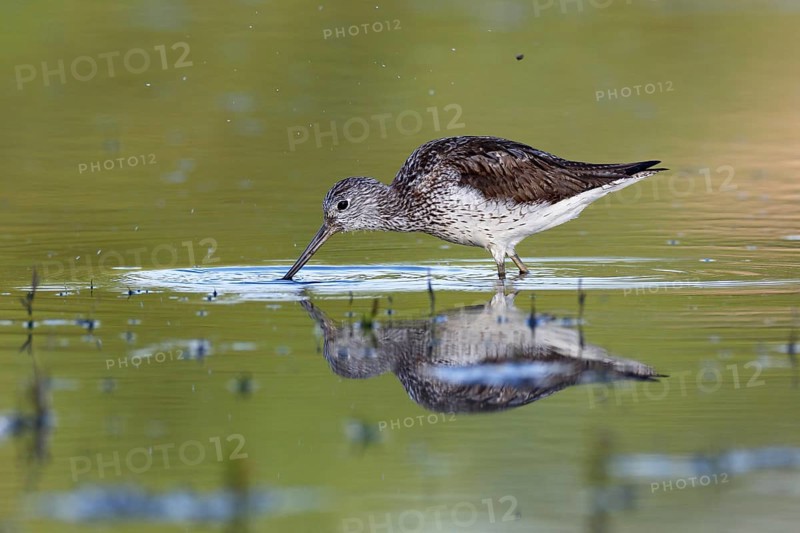 Common greenshank