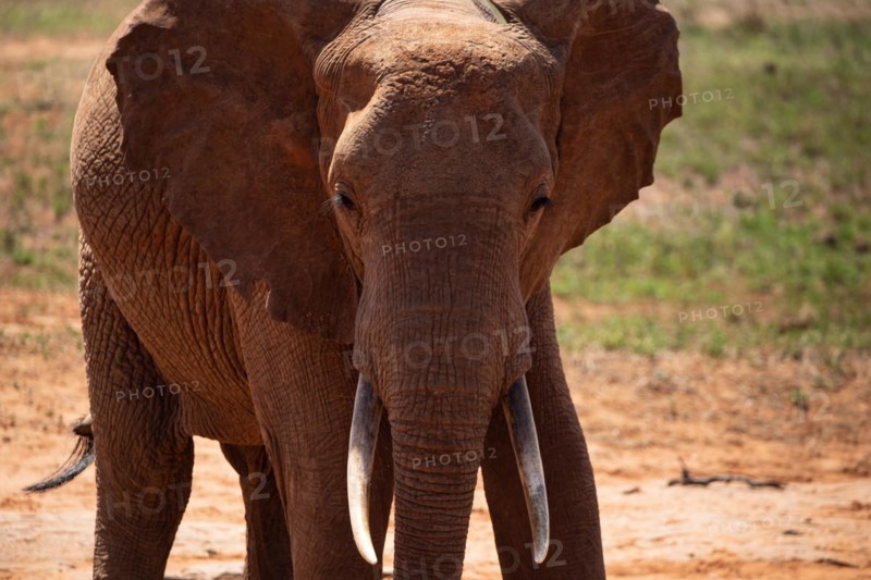An elephant at the waterhole in the savannah of East Africa, red elephants in Tsavo West National Park, Kenya, Africa