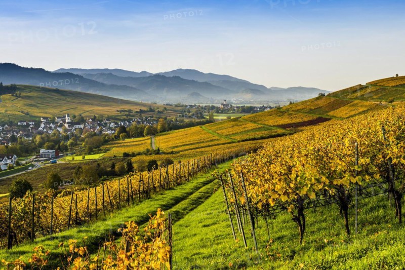 Village and autumn coloured vineyards, sunrise, Pfaffenweiler, near Freiburg im Breisgau, Markgraeflerland, Black Forest, Baden-Wuerttemberg, Germany, Europe