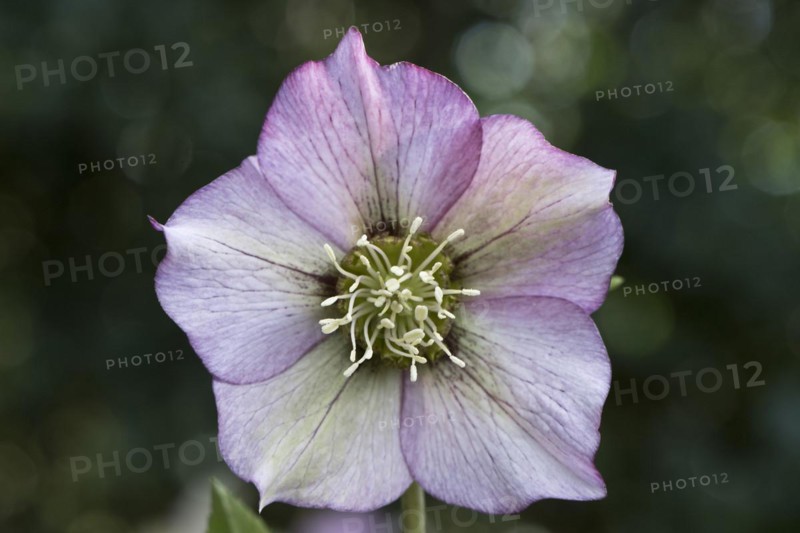Lenzrose