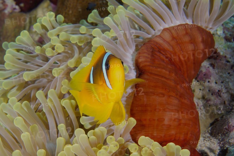 A red sea clownfish