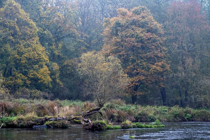 Foggy atmosphere, River Thaya in autumn, National Park Thayatal, Hardegg, Lower Austria, Austria, Europe