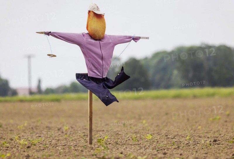Scarecrow in a field in Breisgau, Hartheim am Rhein, Baden-Wuerttemberg, Germany, Europe