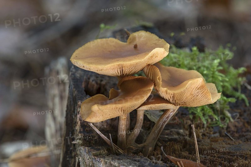 Tree fungi