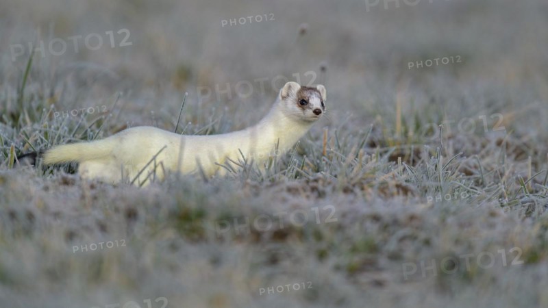 Stoat