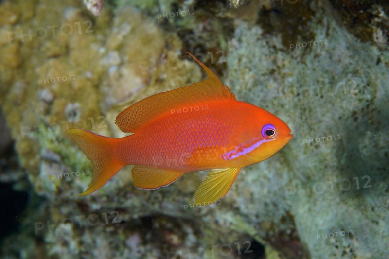 Sea goldie