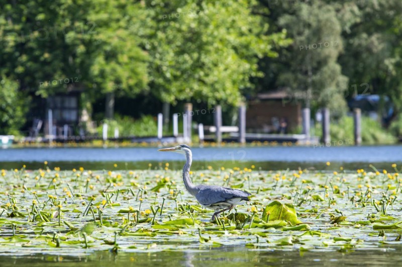 Grey heron