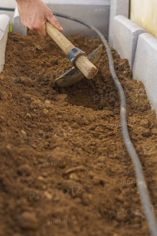 Farmer digging the soil with a hoe in his organic vegetable garden with drip irrigation system