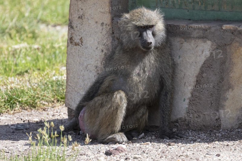 Olive baboon