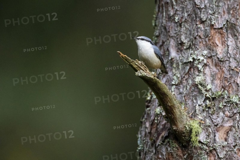 Northern eurasian nuthatch