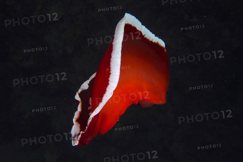 Free swimming Spanish dancer