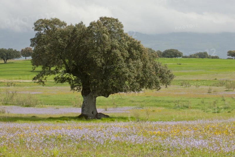Holm oak