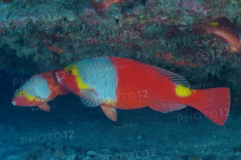 Mediterranean parrotfish